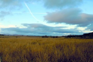 Angus countryside